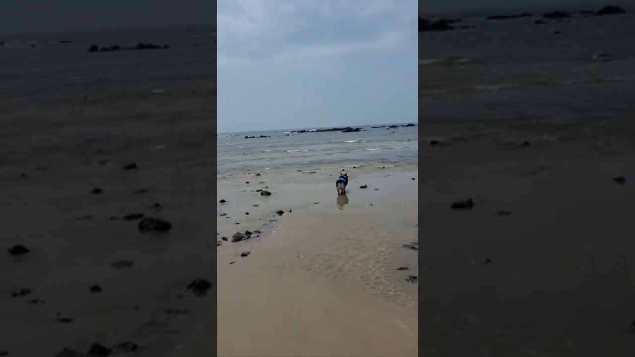 태안밧개해수욕장  신난개탄이♡♡