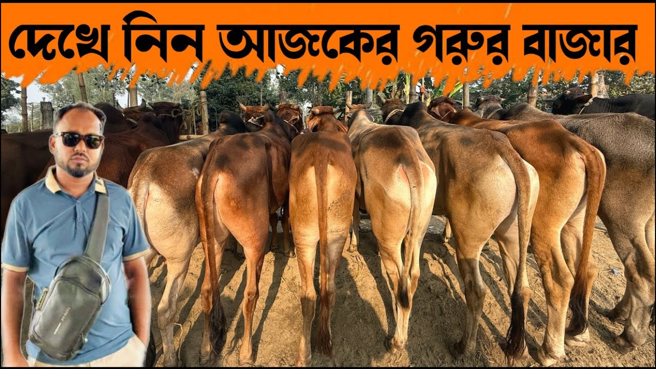 ১৬৯ - দেখে নিন আজকের গরুর বাজার,,, সিরাজগঞ্জ উল্লাপাড়া গ্যাস লাইন পশুর হাট