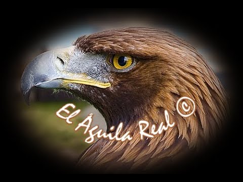 ?️ Canto Verdadero del Águila Real ?️ - YouTube