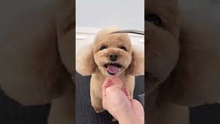 MINI POODLE AMAZING FACELIFT #dog #cutedog #poodle #shortsvideo