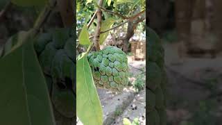 Buah Srikaya#Shorts