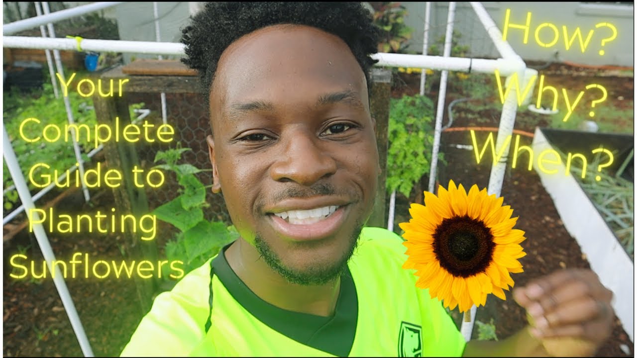 How to Plant & Grow Sunflowers l Sunflower Complete Growing Guide l