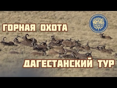 ЛУЧШЕЕ‼️‼️ горная Охота на ТУРА В ДАГЕСТАНЕ . Tur hunting in Dagestan