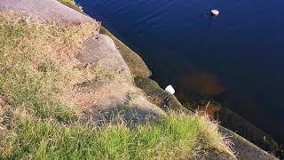 Sneaking up on a sun-bathing Nile Monitor lizard