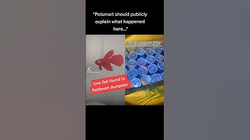 Live fish found in PetSmart dumpster (duet with @ugckatehahn32 on TikTok)