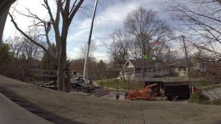 Orme Cir Beech Tree Removal 28Feb2017