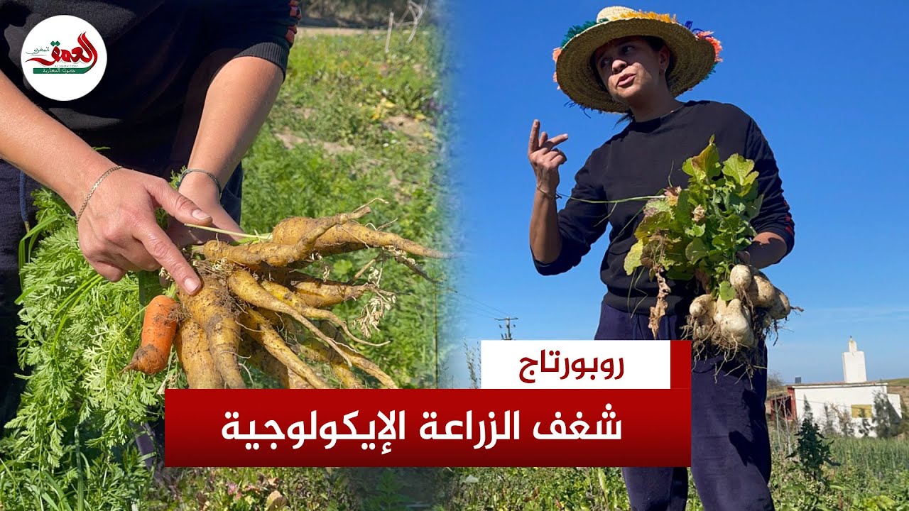 وجدت ضالتها في الفلاحة الإيكولوجية.. مزارعة نواحي تيفلت تعشق الأرض وتحترم الطبيعة وتزرع بدون أدوية