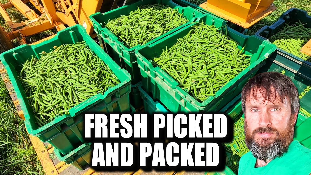 From Field to Cooler: Harvesting & Packing Green Beans with the OXBO BH100