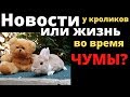 Мои племенные кролики. Новости хозяйства, крольчата родились, кролиководство, карликовый баран