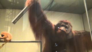 Gandalf The Orangutan
