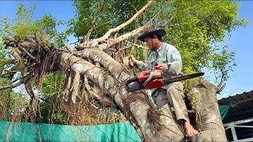 chú tám cưa cây xanh với cây xà cừ nghiêng vào nhà . Cưa cây kỷ thuật cao