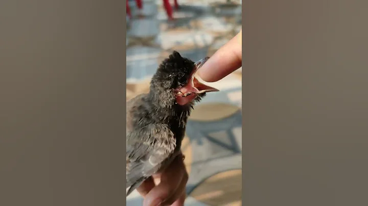 Red vented baby bulbul sound #shorts #bulbul - DayDayNews