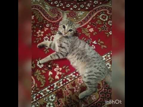 лежачий кот - YouTube