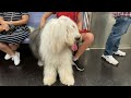 Old english sheepdog in new york city subway