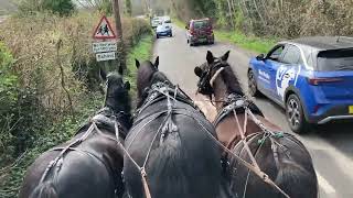 First Time Back In For Young Fell Ponies - Identically Different