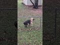 Oops! Kitties and puppies are REALLY best friends! 🐶🐱🤪😆 #AMUSING #HILARIOUS #citywalk #ai