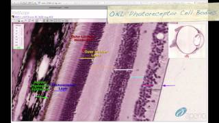 Histology Helper - Eye & Ear Histology