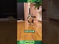 “The Reason Behind My Kitten’s Crazy Energy… I’m Crying 🐾💔” #shorts #CatLife #PetLoversUSA