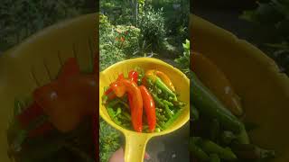 Chillis From Garden