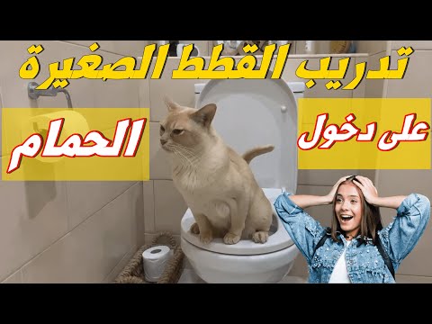 طريقة تدريب القطط الصغيرة على دخول الحمام تعليم القطط إستعمال المرحاض من أول دقيقة قطة جميلة