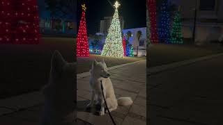 🎄Ëлочка в Тампе🎄#florida #tampa #shorts #christmastree #cute #funny #husky #puppy #dog