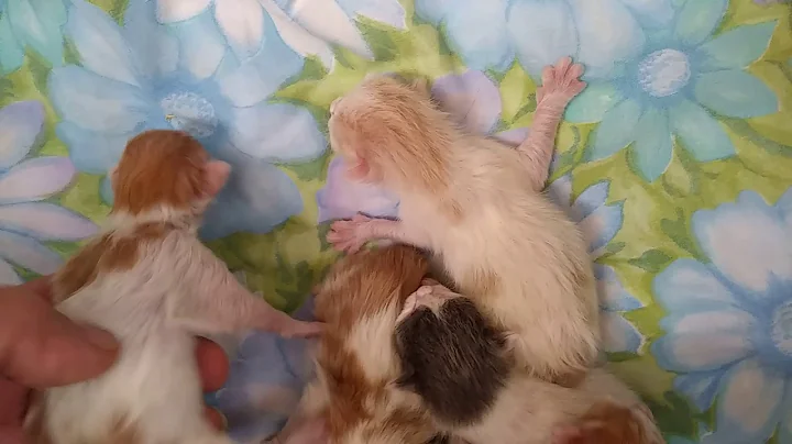 Video 1305911: japanese bobtail kittens born, kittens litter