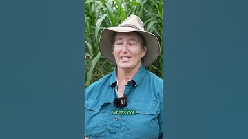 What is the Fall Armyworm project? #horticulture #farming #fallarmyworm
