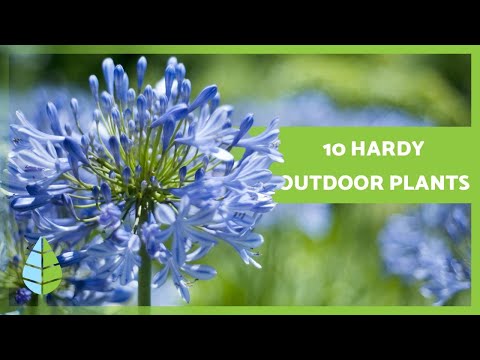 10 HARDY OUTDOOR PLANTS 🌼🌿 that survive harsh SUN and the COLD