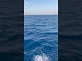 شايف البحر شو كبير كبر البحر بحبك فيروز بحر Foryou راحة نفسية Sea Explore Like Fyp شايف البحر شو كبير كبر البحر بحبك فيروز بحر Foryou راحة نفسية Sea Explore Like Fyp