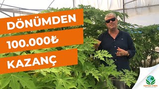 2 Metrelik Papaya Ağaç Kavunu Fidanları | DÖNÜMDEN 100.000₺ KAZANÇ Resimi