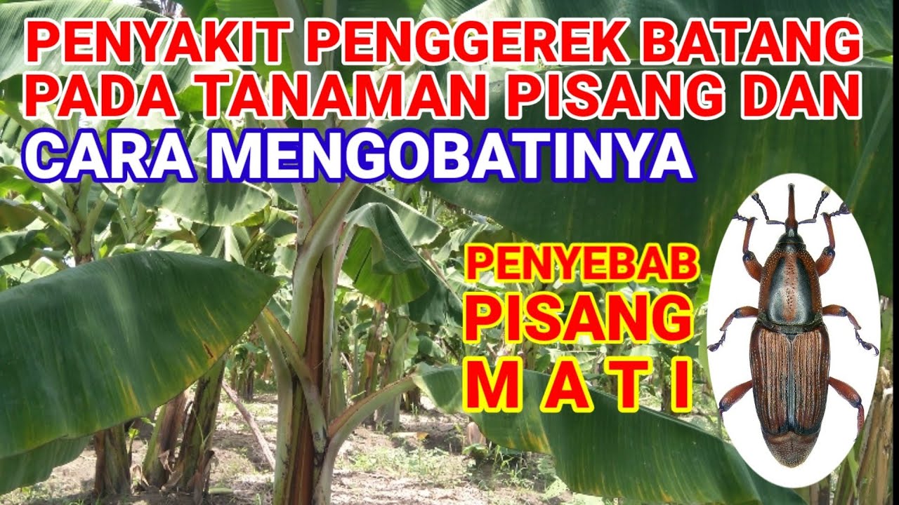 Cara Mengobati Penyakit Penggerek Batang Pada Tanaman Pisang Agar Pisang Tumbuh Sehat