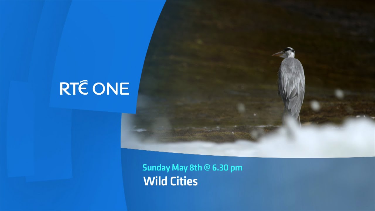 Wild Cities Galway Fishing at the Salmon Weir YouTube