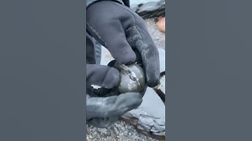 Strange Round Rock Chiselled Out of Slab