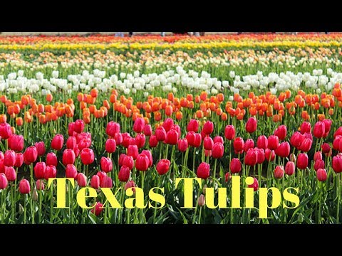 Video: Unakuaje tulips huko Texas?