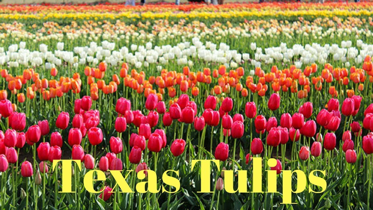 Texas Tulips Tulip show in Texas YouTube