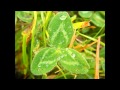 Miniature de la vidéo de la chanson Báneasá's Green Glade / Mominsko Horo