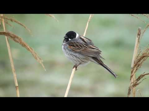 Reed Bunting   Rietgors   Leiderdorp   The Netherlands   Luuk Punt 190404 1
