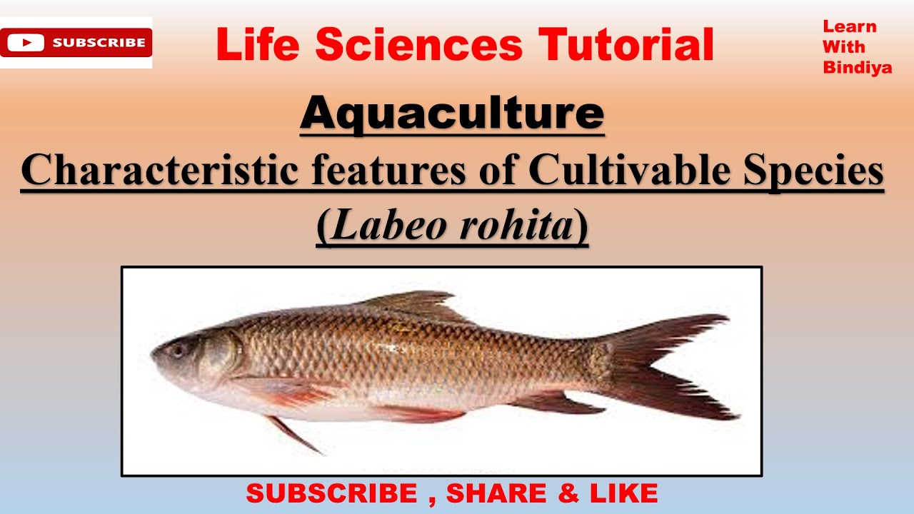 Morphology of Labeo rohita || Indian Major Carps || Aquaculture || Cultivable species (Rohu)