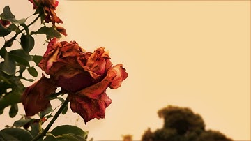 Interstellar Title Sequence