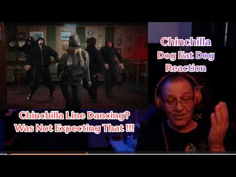 Chinchilla Dog Eat Dog Reaction