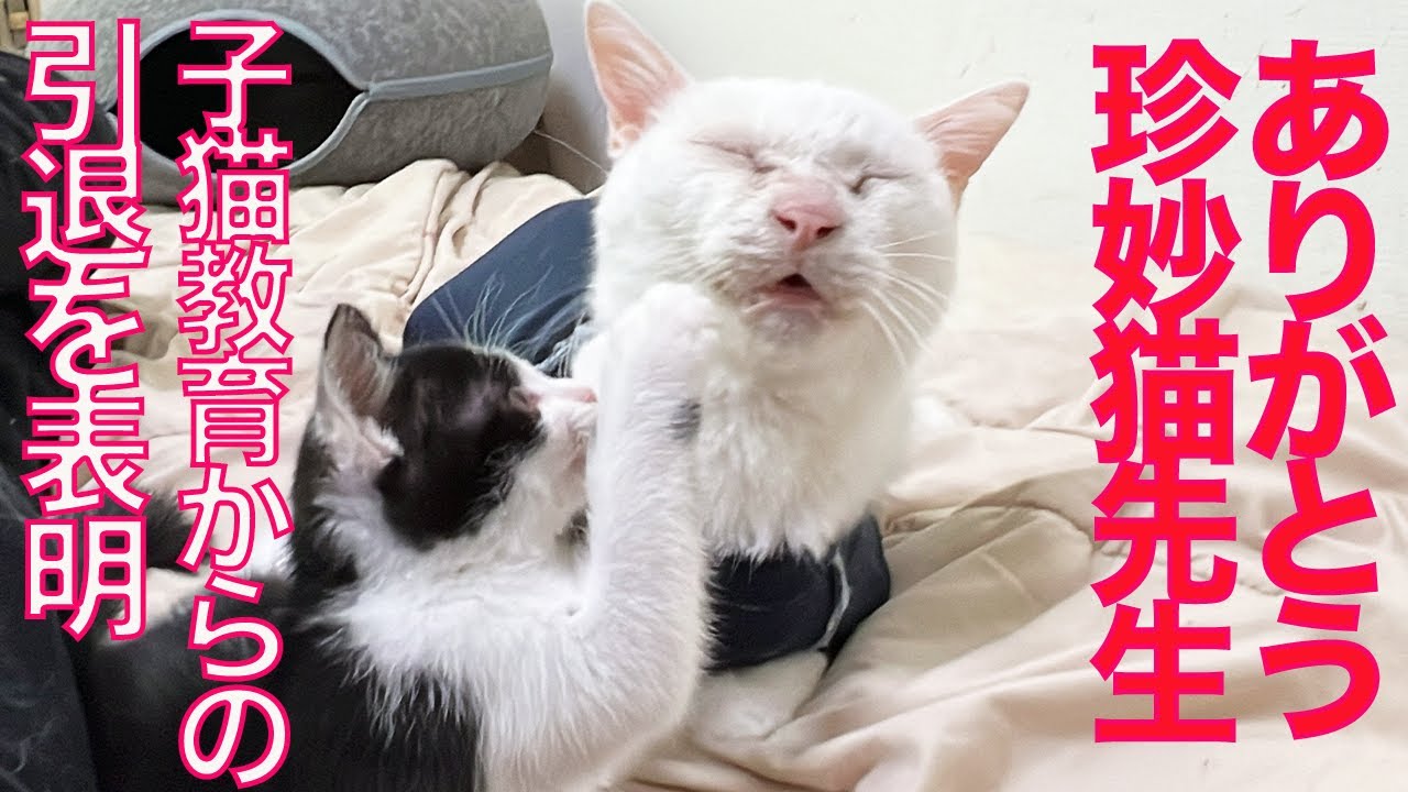 ありがとう珍妙猫先生、子猫育成引退のとき My spacecat's retirement
