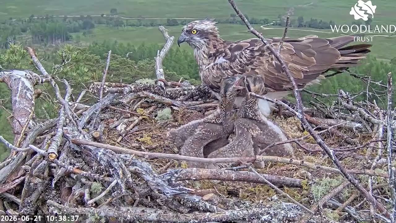 Loch Arkaig Osprey Chick gets a bump from mum, throws a strop, attacks the other chick 21 Jun 2026