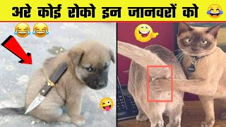  इन ज नवर क क रन म द ख ह स नह र क ग Funny Animal Moments Caught On Camera