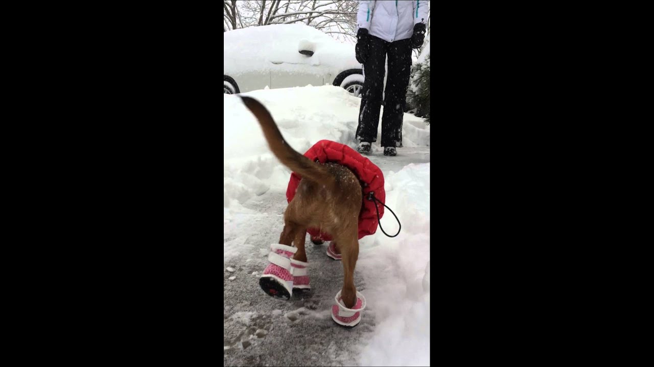 Dog shoes funny YouTube