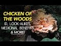 Chicken of the woods  identification lookalikes medicinal benefits  more with adam haritan