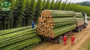 Bí Mật Bên Trong Nhà Máy Tre Tỷ Đô – Quy Trình Biến Tre Thành Đũa, Ván Gỗ Và Sản Phẩm Độc Đáo!