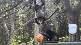 Watch the Baby Spider Monkeys #santaanazoo
