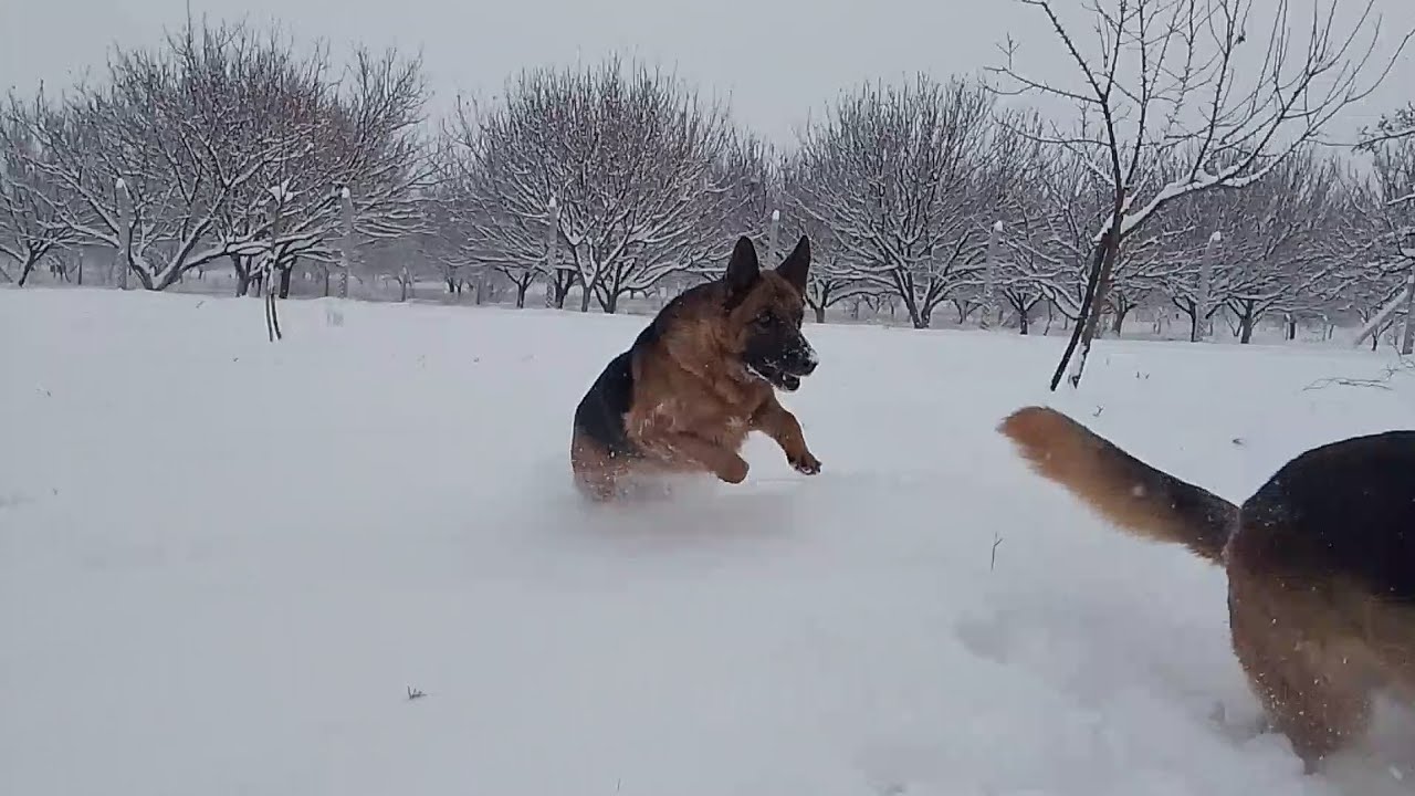 My dogs enjoying the snow