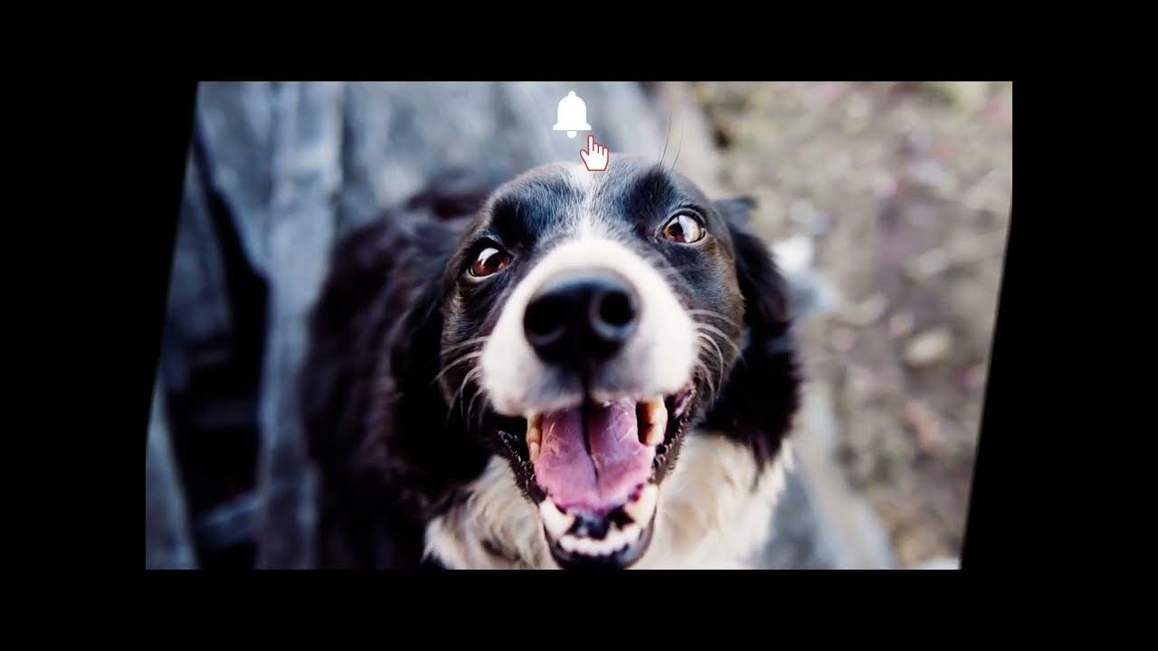 dog-drinking-best-sound-effect-free-download-happy-dog-drinking-water