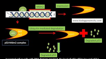 p53 mdm2 Interaction